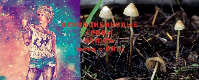 Галлюциногенные грибы Cubensis  Богородск 